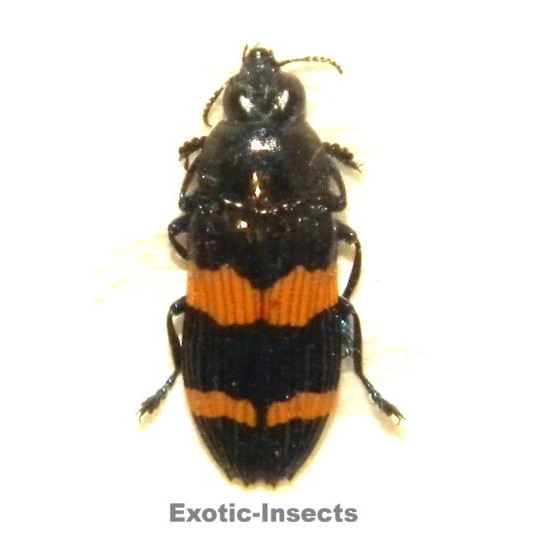 Castiarina bifasciata