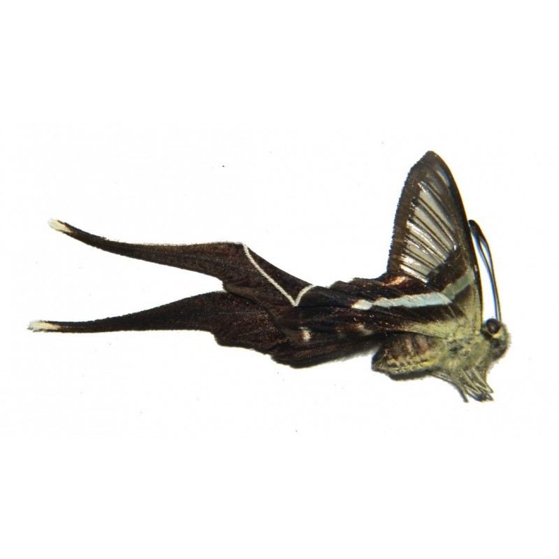 Lamproptera meges akirai