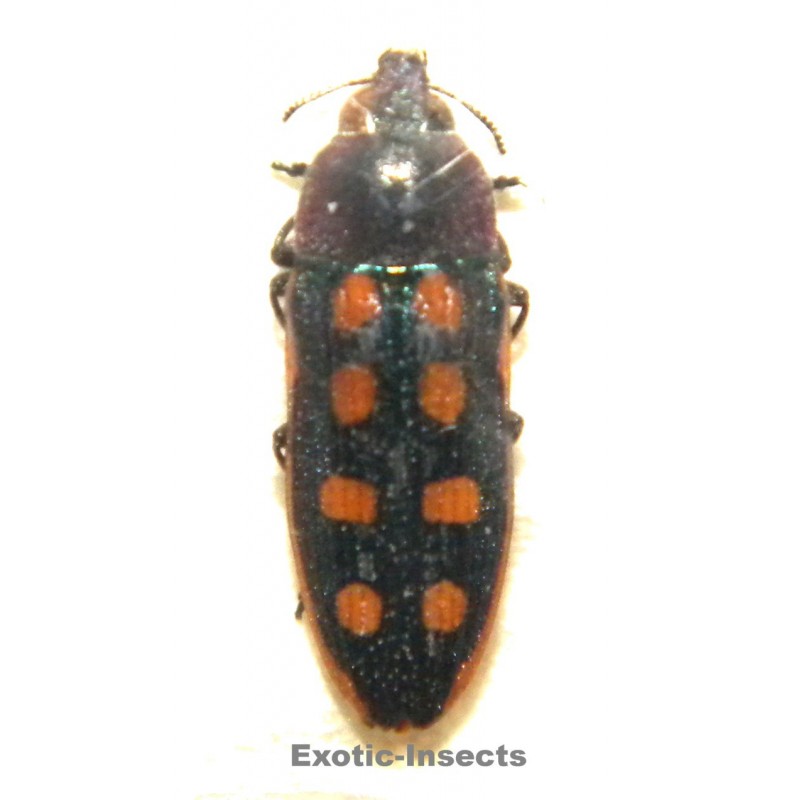 Castiarina xanthopilosa