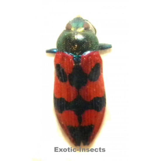 Castiarina delectabilis