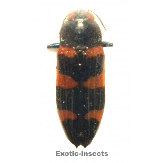 Castiarina attenuata