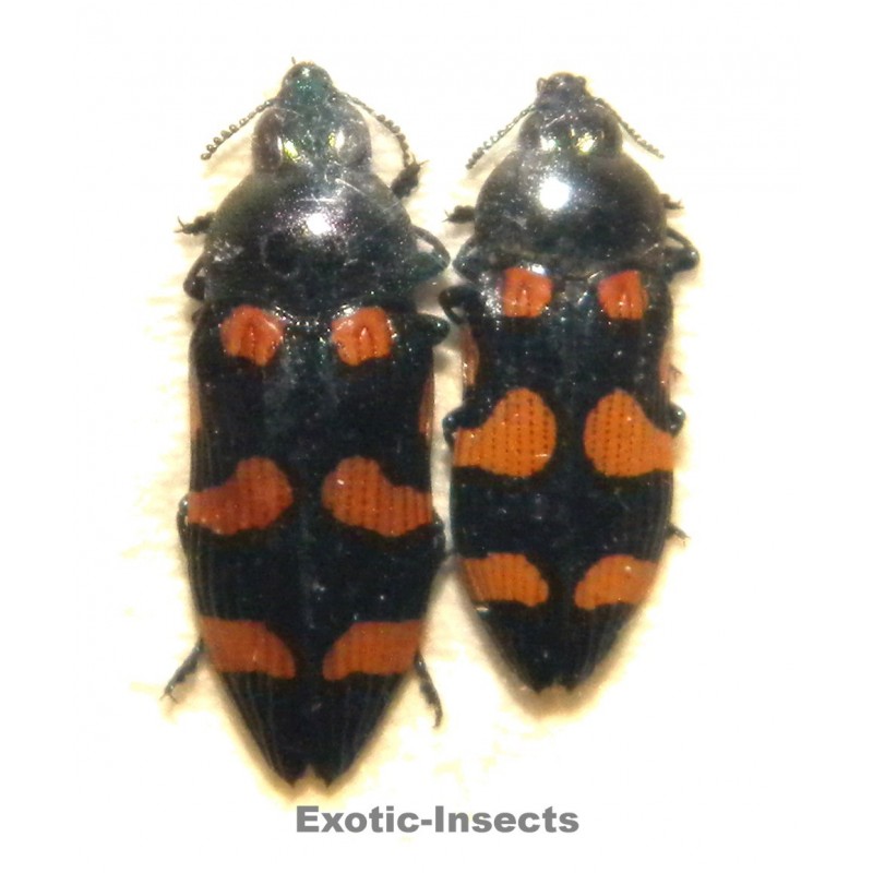 Castiarina australasiae