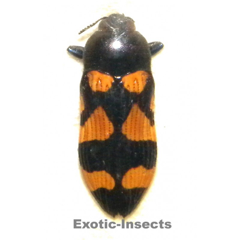 Castiarina australasiae