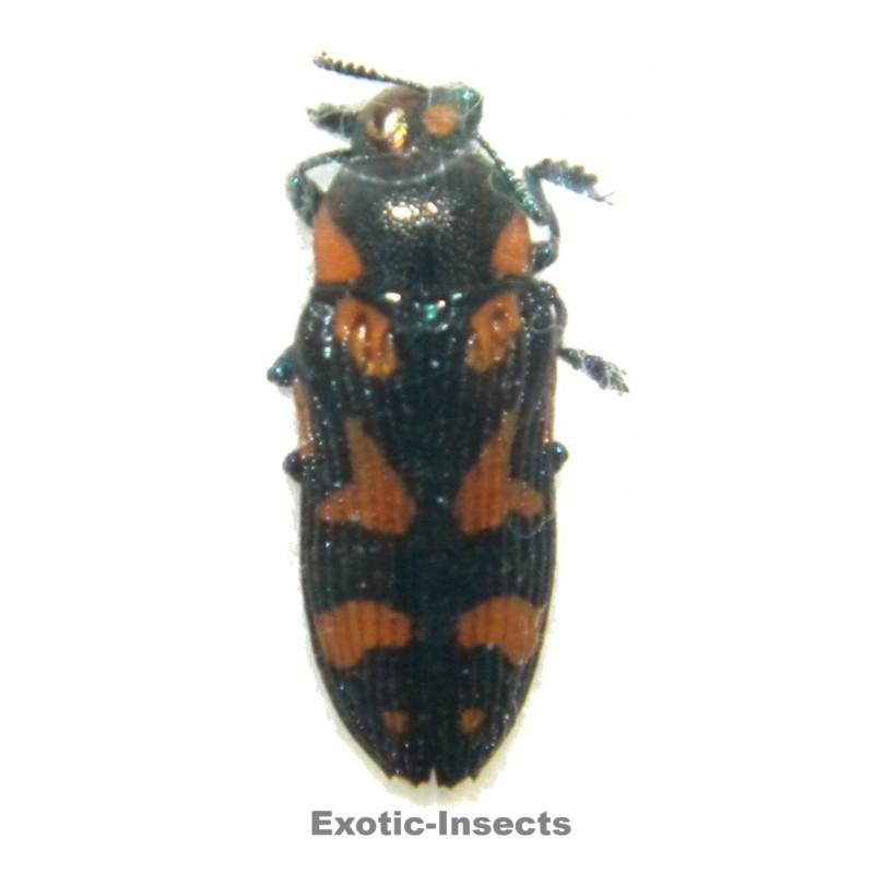 Castiarina octospilota