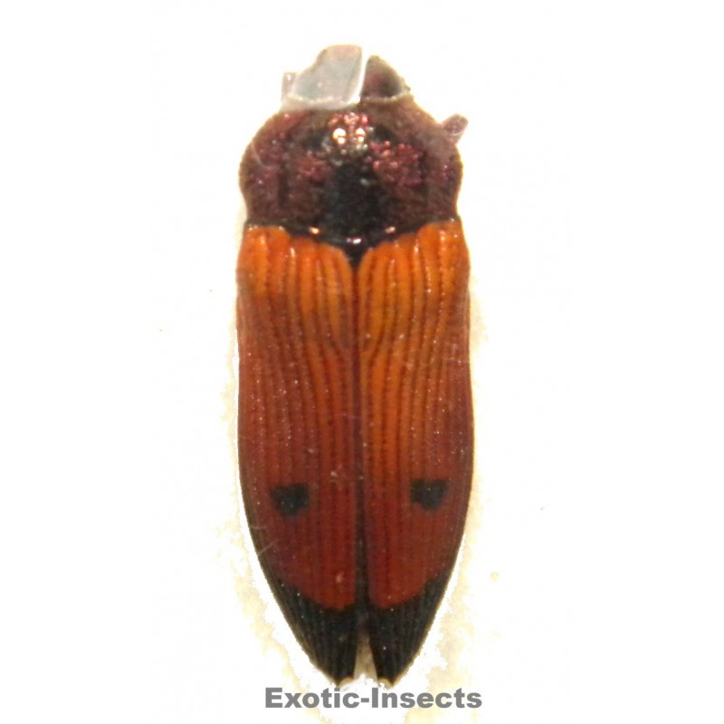 Castiarina bimaculata