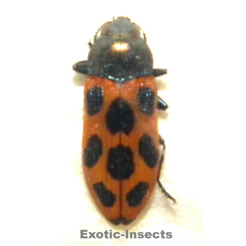 Castiarina octomaculata
