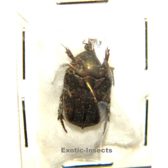 Protaetia fusca