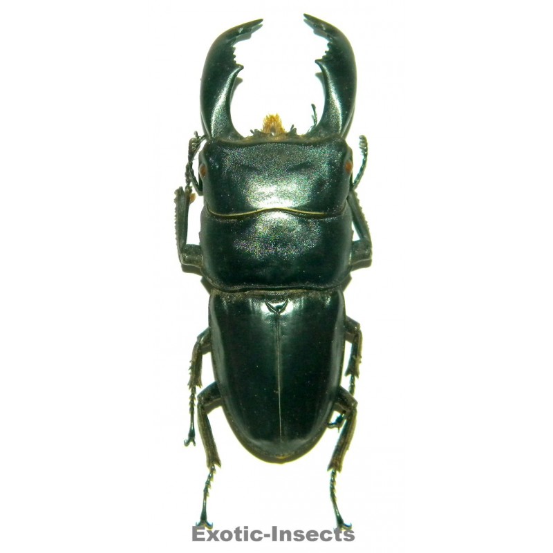 Dorcus titanus yasuokai (75-79mm)