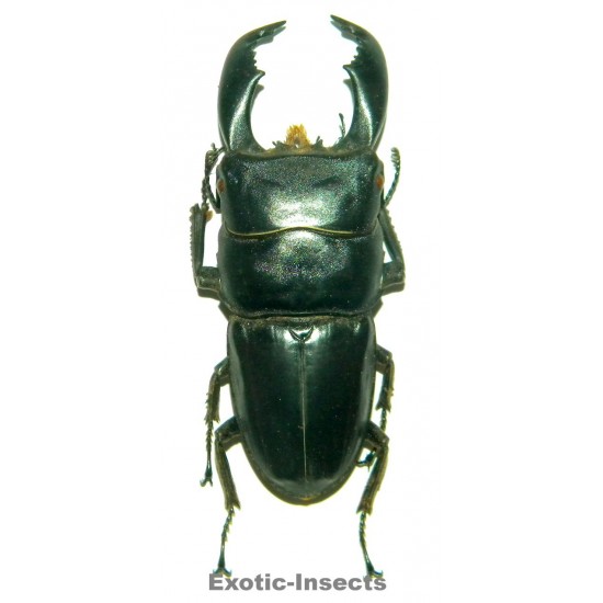 Dorcus titanus yasuokai (50-59mm)