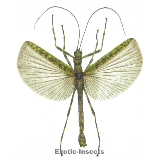 Aschiphasma annulipes