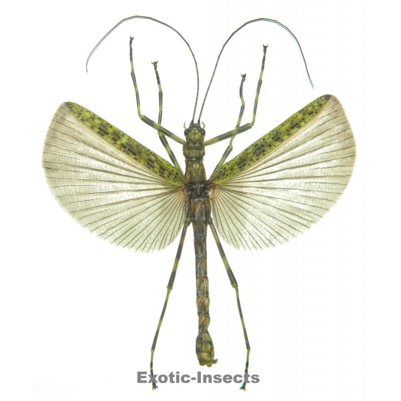 Aschiphasma annulipes