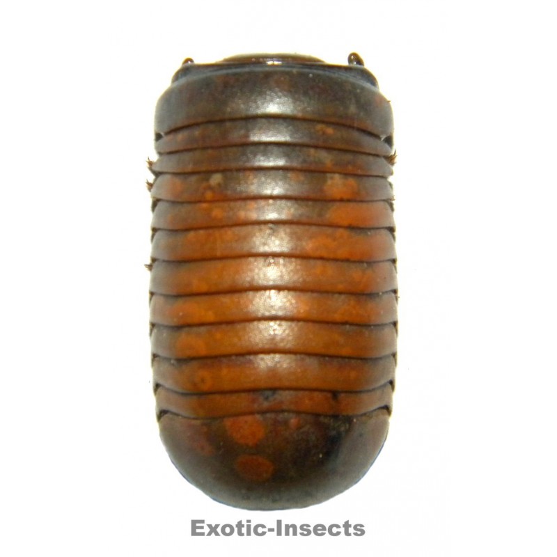 Glomerida sp.01 LARGE