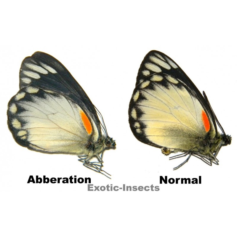 Delias belisama belisama  ABBERATION