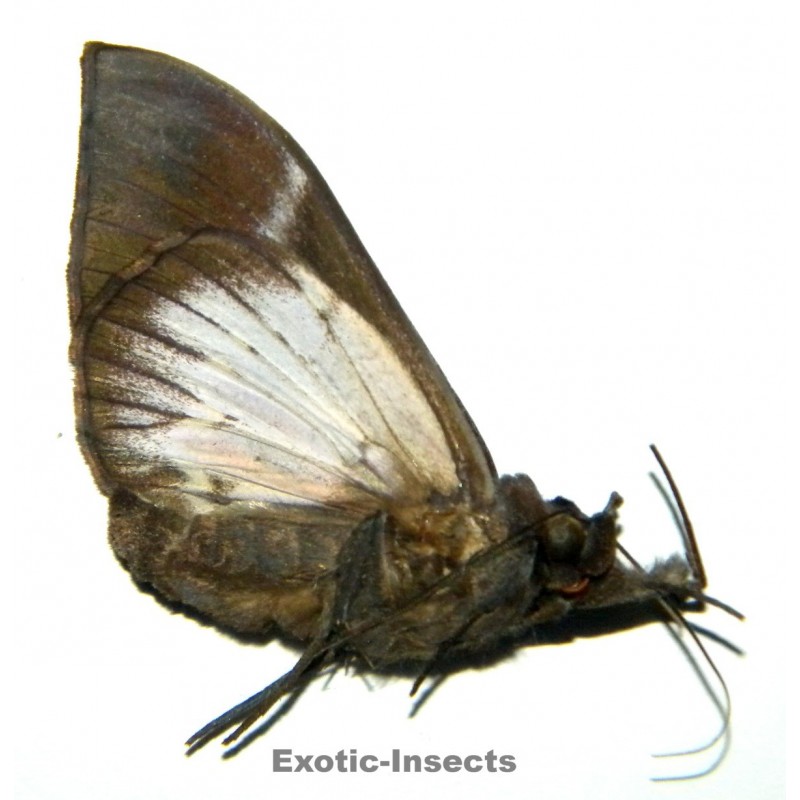 Noctuidae sp.18