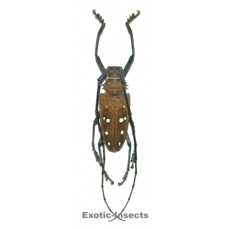 Batocera laena laena (45-49mm)