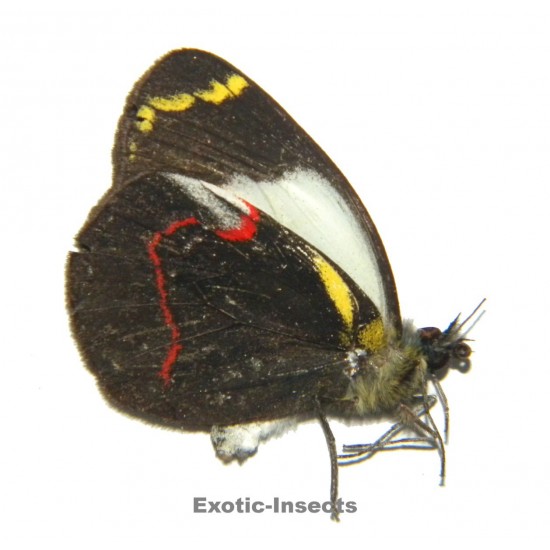 Delias campbelli microleuca