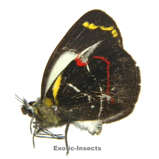 Delias campbelli microleuca
