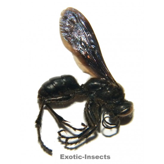 Megalara garuda
