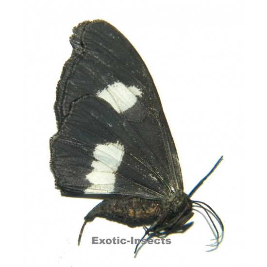 Geometridae sp.16