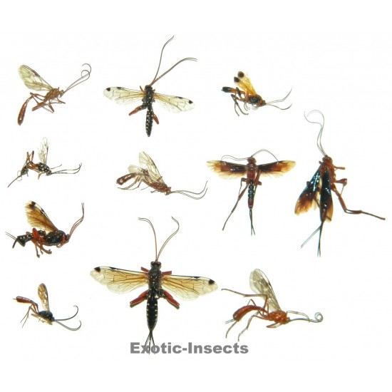 Gasteruptiidae mix01  Set of 43
