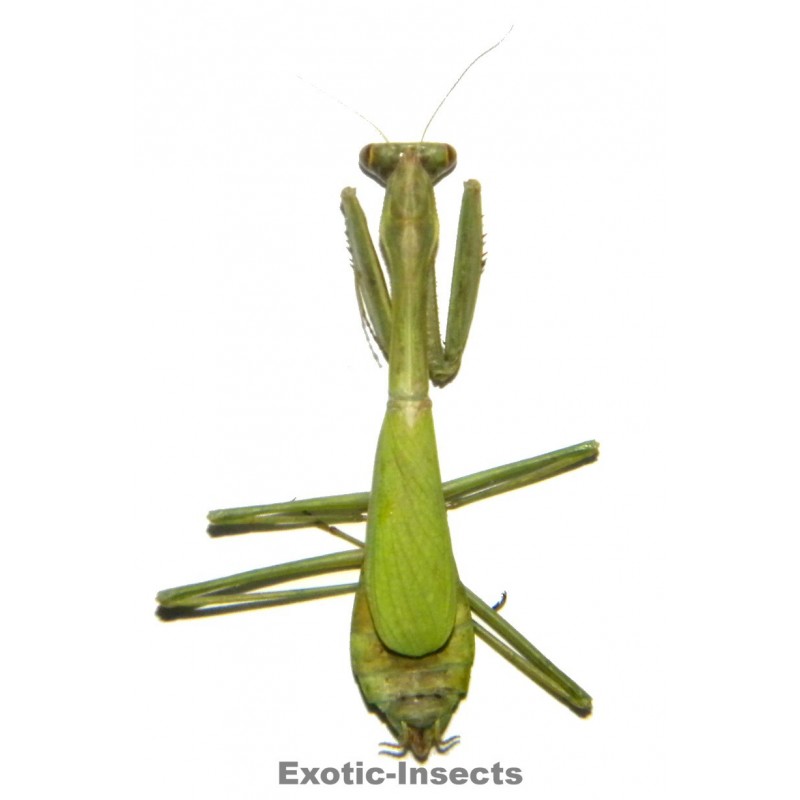 Pseudomantis albotimbriata