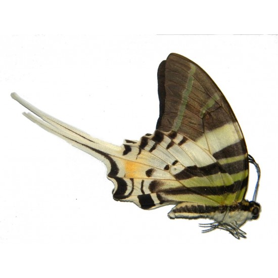 Pathysa androcles androcles