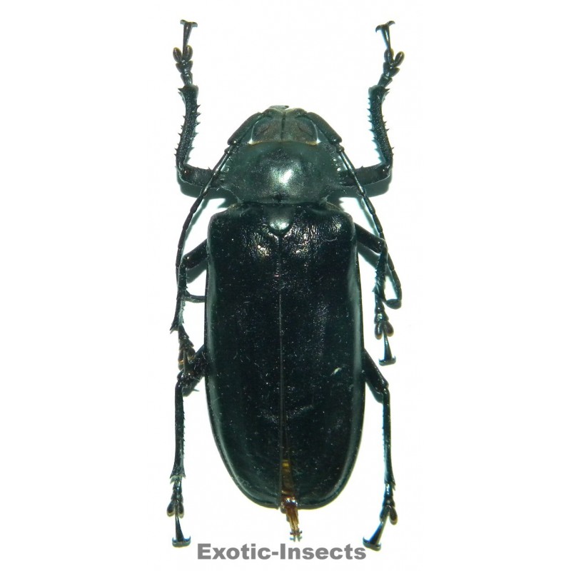 Rhaphipodus blumei (40-44mm)