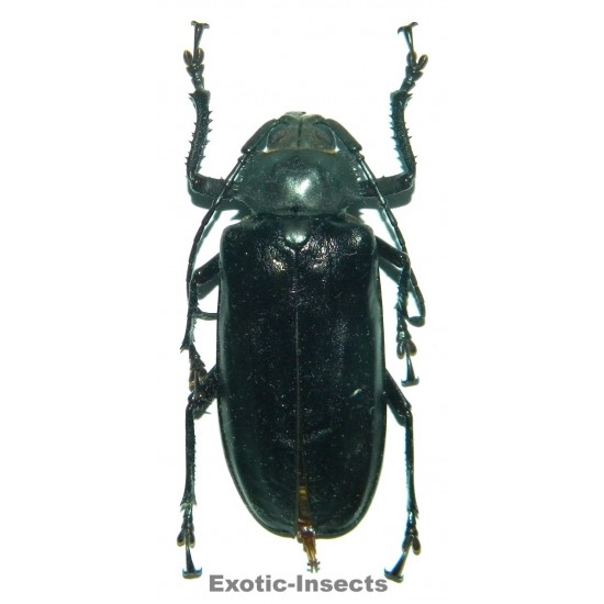 Rhaphipodus blumei (40-44mm)