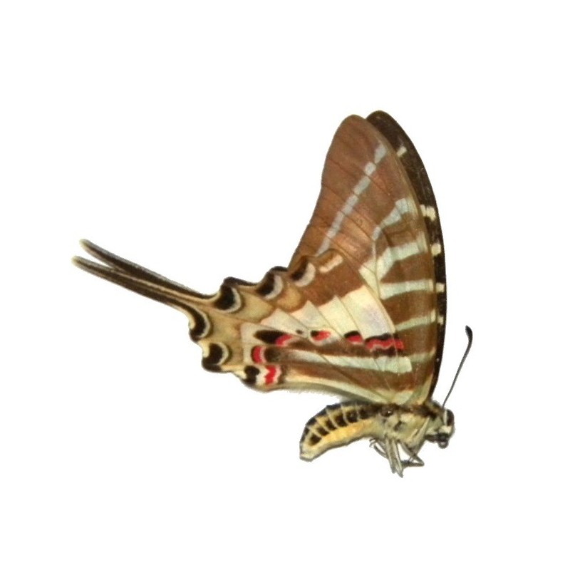 Pathysa aristeus palasarinus