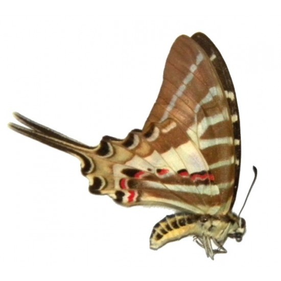 Pathysa aristeus palasarinus