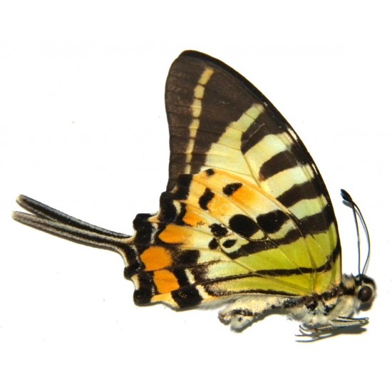 Pathysa euphrates ornatus