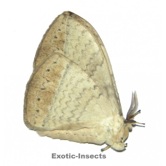 Eupterotidae sp.04