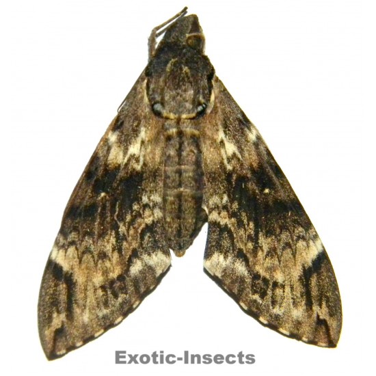 Psilogramma menephron nebulosa