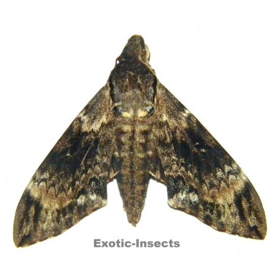 Psilogramma menephron nebulosa