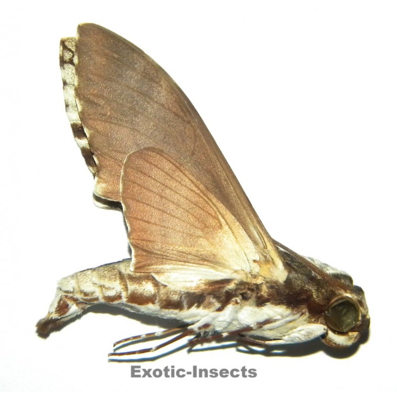 Megacorma obliqua
