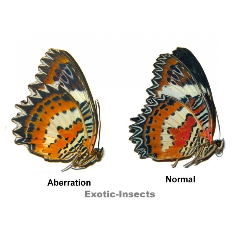 Cethosia hypsea fruhstorferi ABERRATION 03