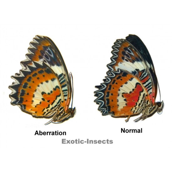 Cethosia hypsea fruhstorferi ABERRATION 03