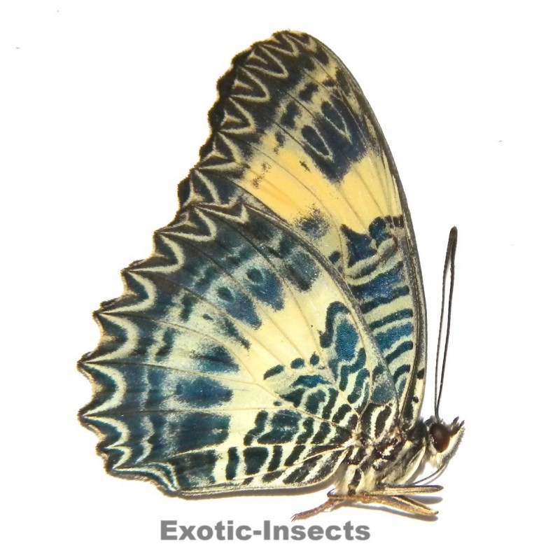 Cethosia tambora illicibilis