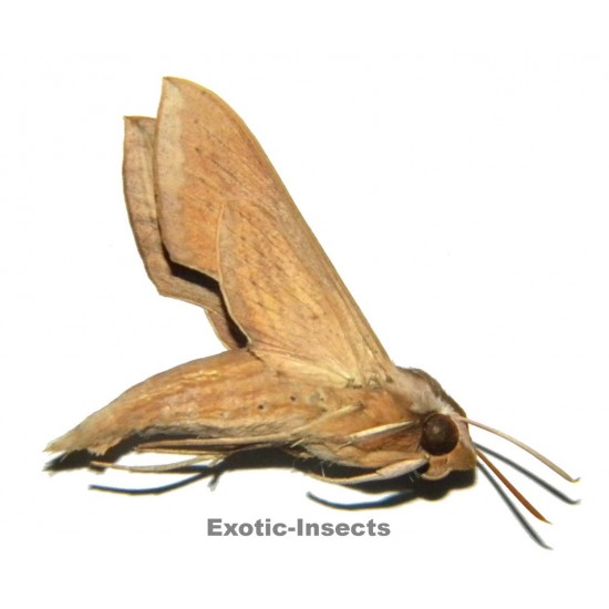 Theretra latreillii