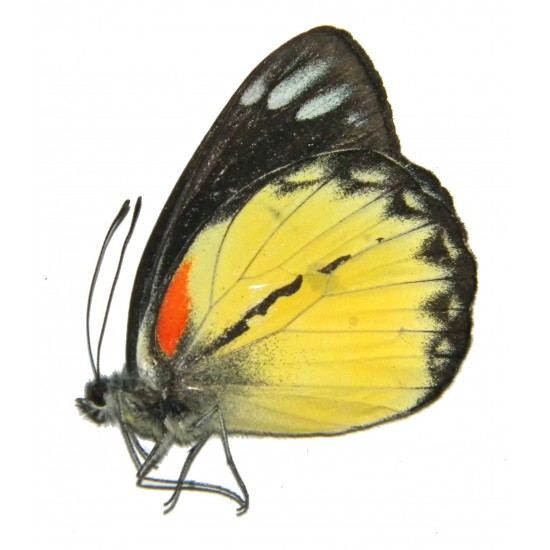 Delias belisama balina ABERRATION