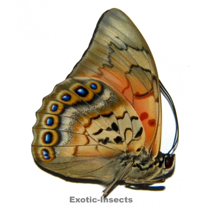 Prepona dexamenus X Agrias claudina lugens HYBRID