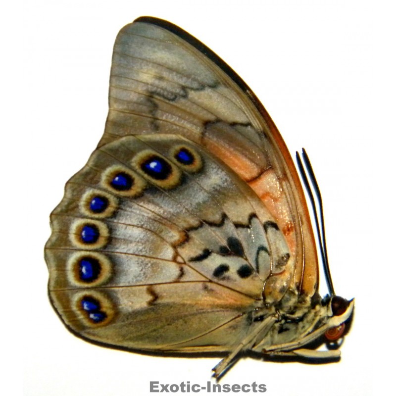 Prepona dexamenus X Agrias claudina lugens HYBRID