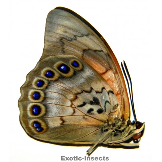 Prepona dexamenus X Agrias claudina lugens HYBRID