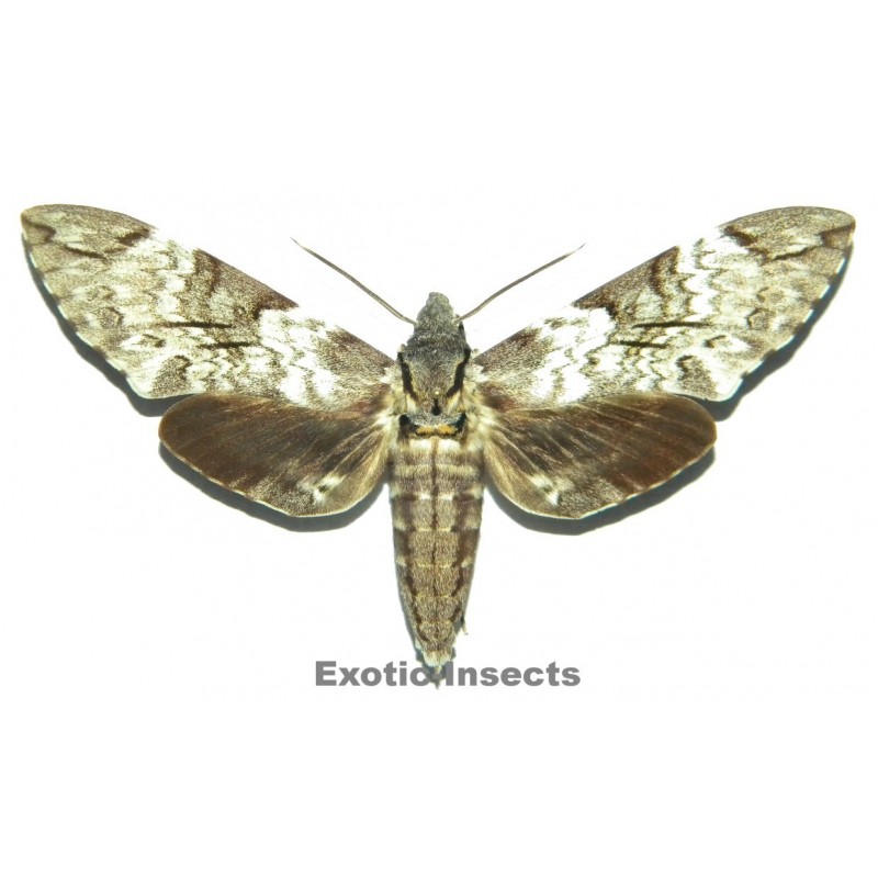 Psilogramma papuensis