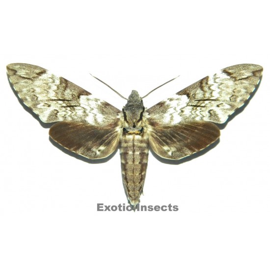 Psilogramma papuensis