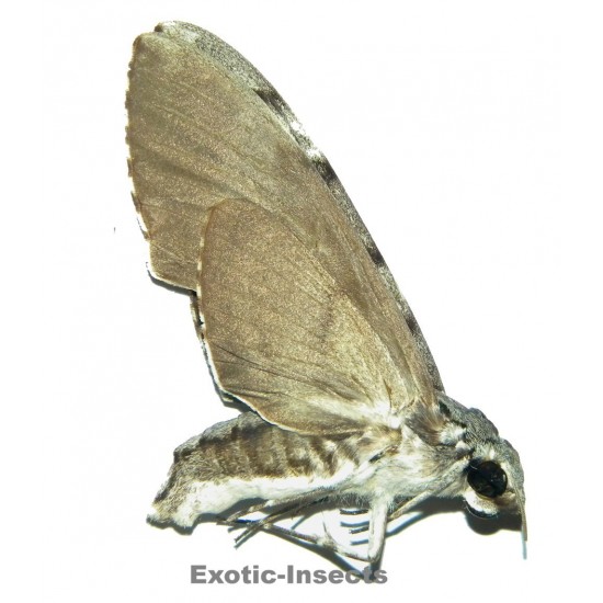 Psilogramma papuensis