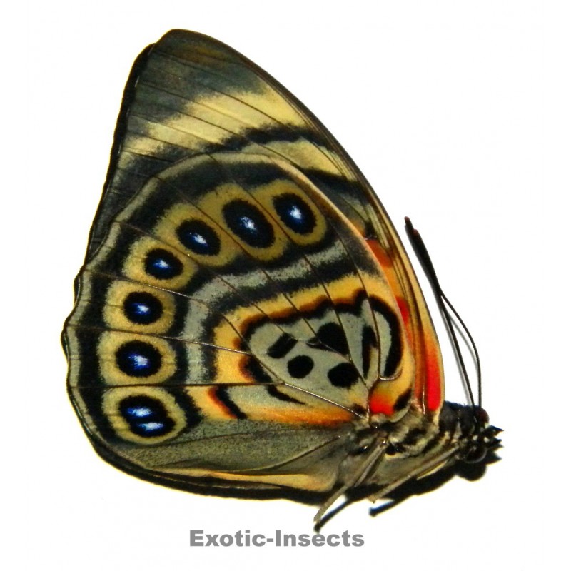 Agrias claudina lugens