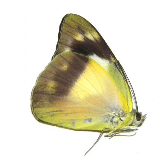 Appias celestina barea