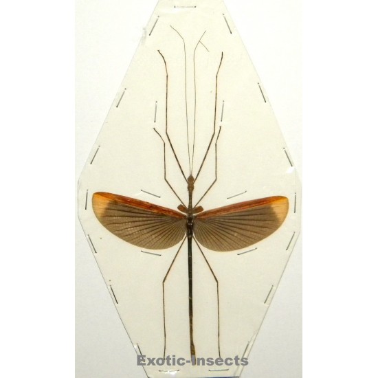 Gargantuoidea phaetusa