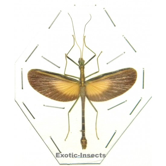 Parorthomeria alexis
